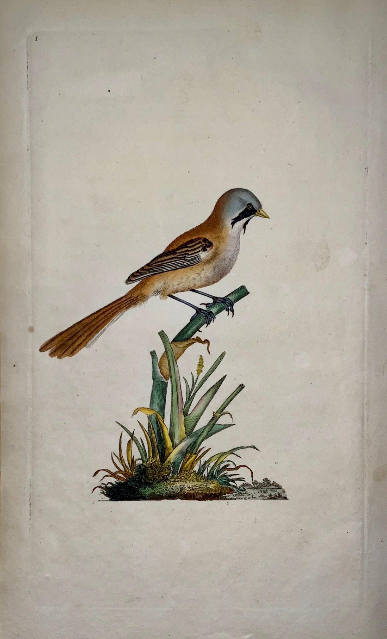 1794 Edward Donovan - TITMOUSE Ornithology - fine hand coloured copper engraving