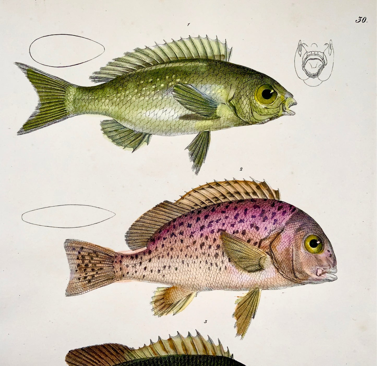 1833 H. Schinz (1777-1861) TRIPLETAILS Ray Finned Fish - Handcol. lithograph