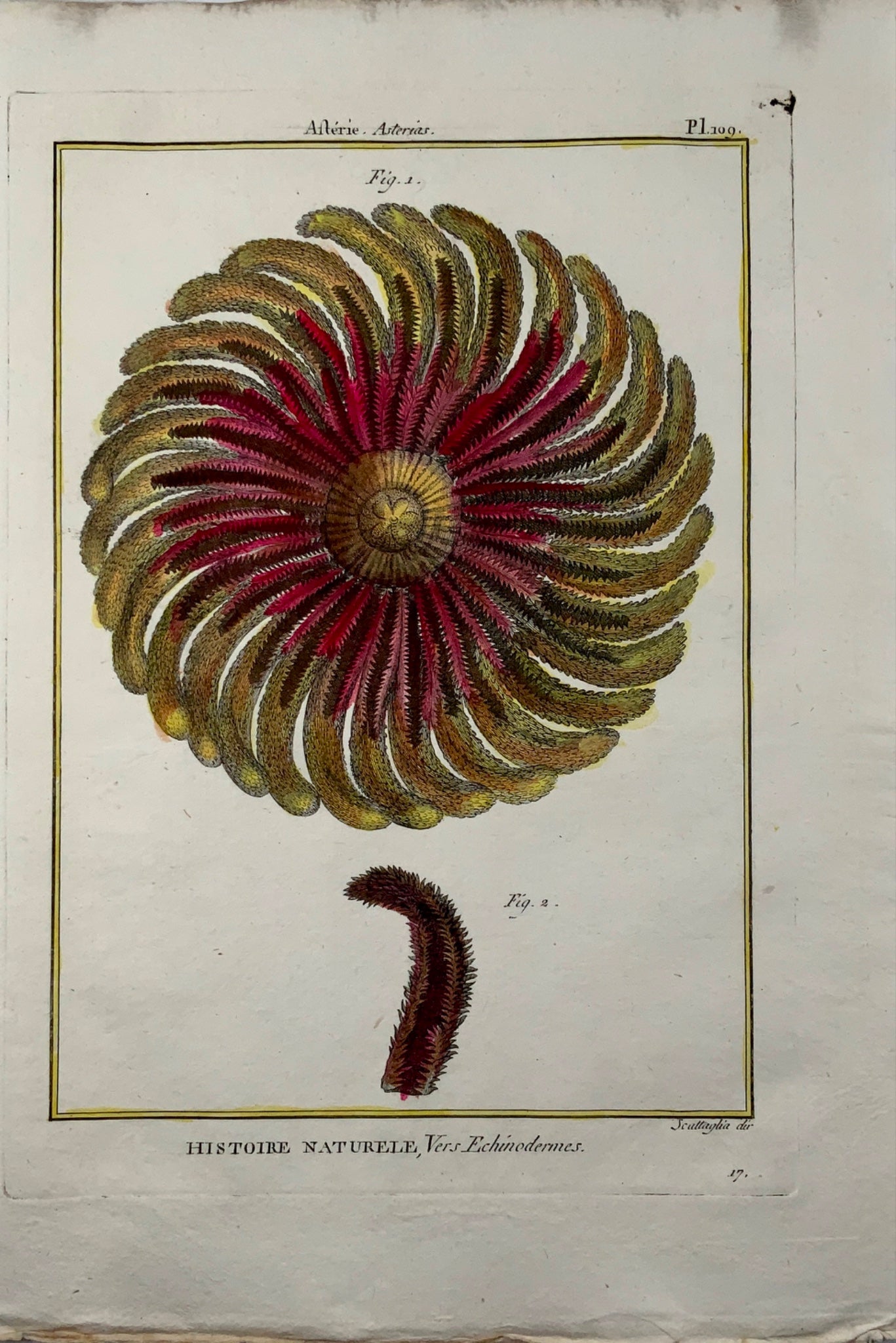 1789 Scattaglia - Sea Star STARFISH Asterias - Quarto - Hand colour