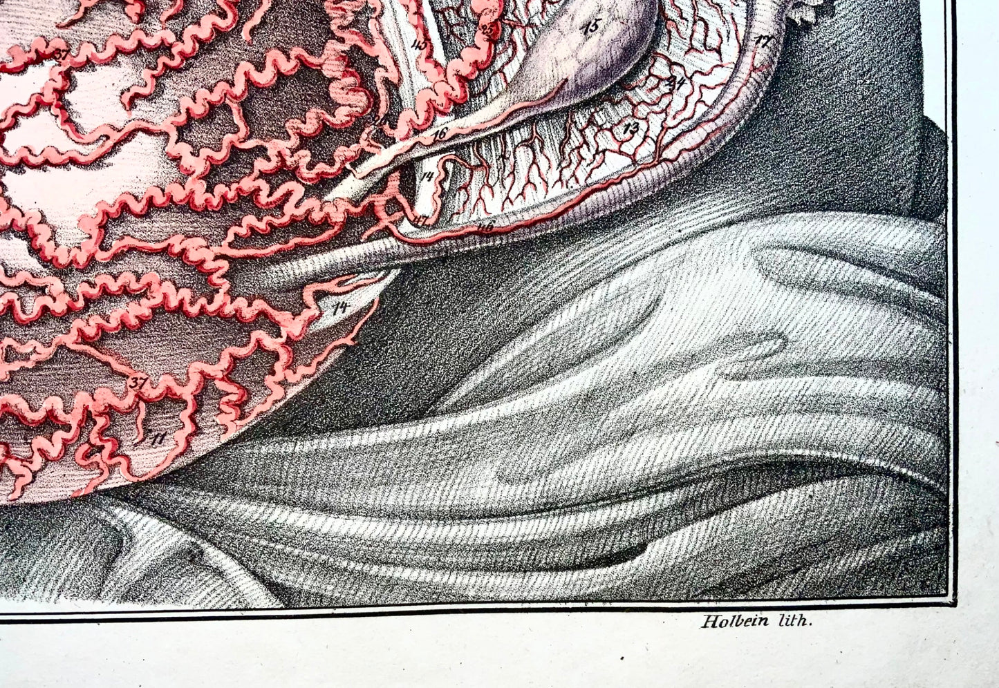 1827 Chest, organs, Bierkowski, Holbein, 20” imperial folio, hand colour, anatomy