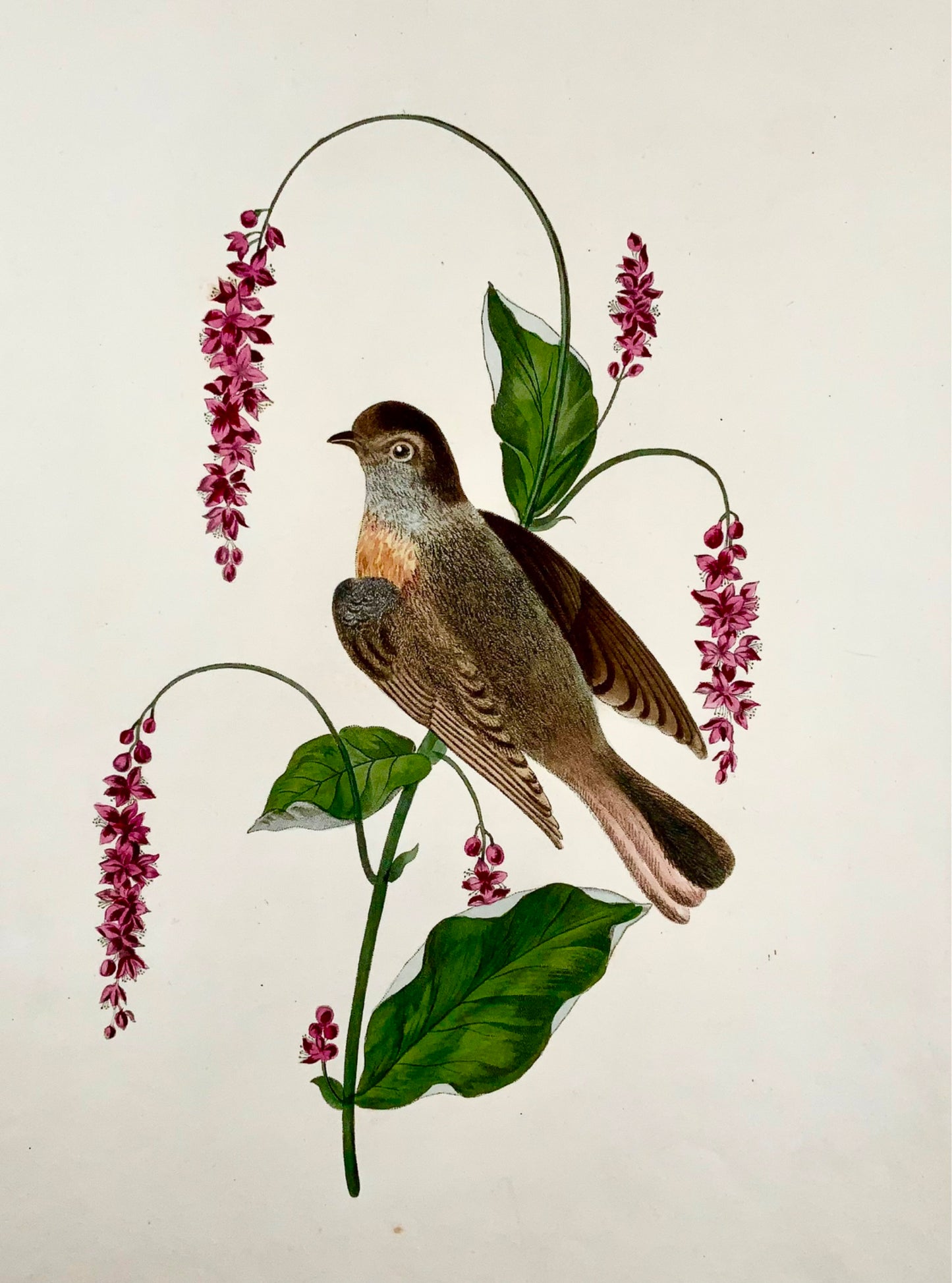 1819 George Brookshaw (b 1751), ornithology, Redstart, foliate border