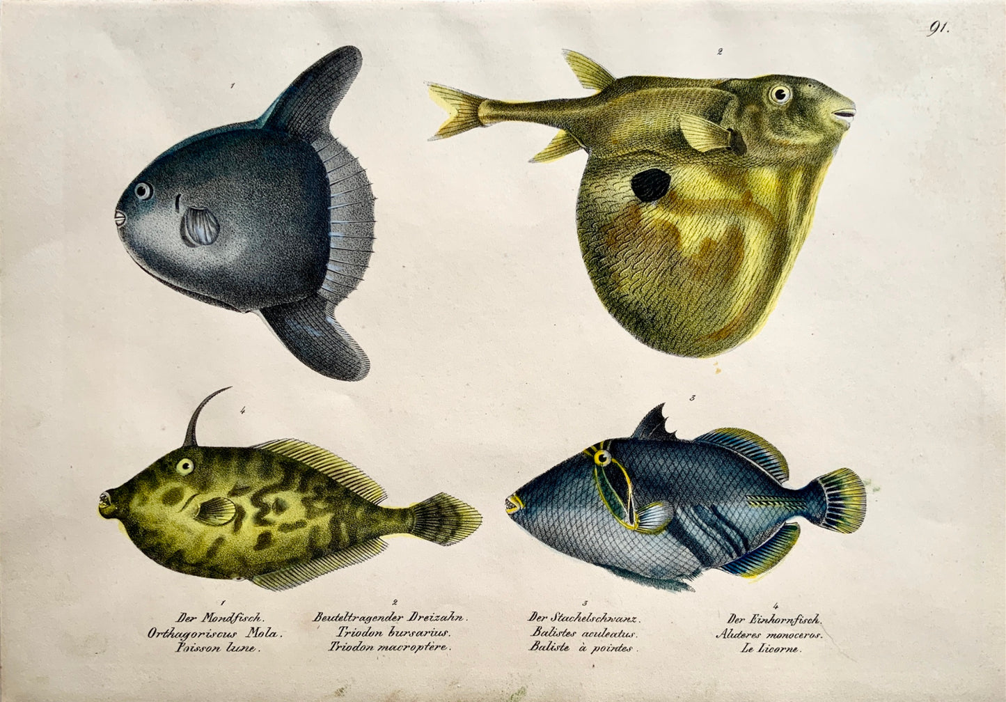 1833 H. Schinz (1777-1861) MOON TRIGGER PUFFERFISH Hand colour stone lithograph