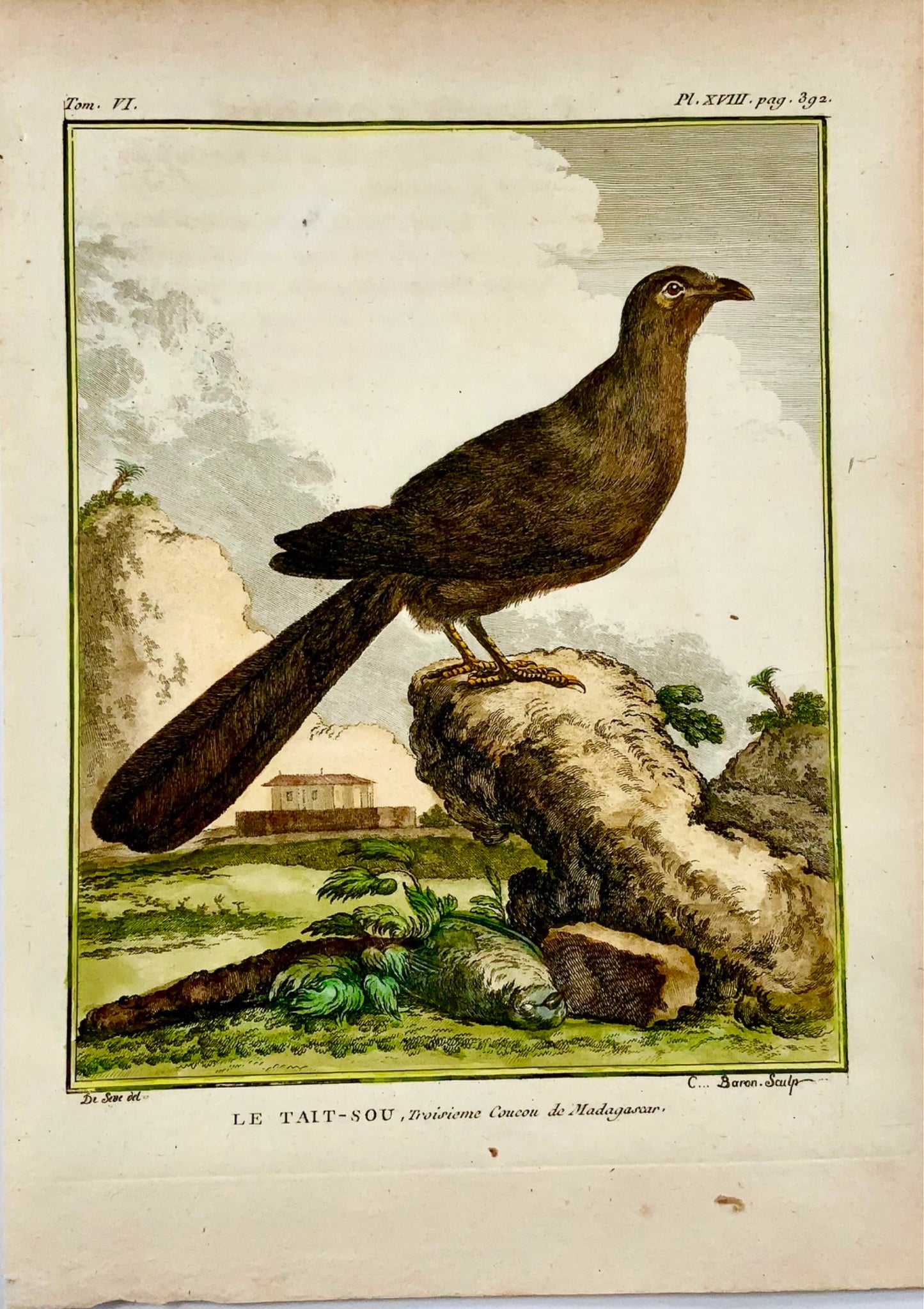 1779 de Sève - COUAS - Ornithologie - Gravure in-4 grande édition