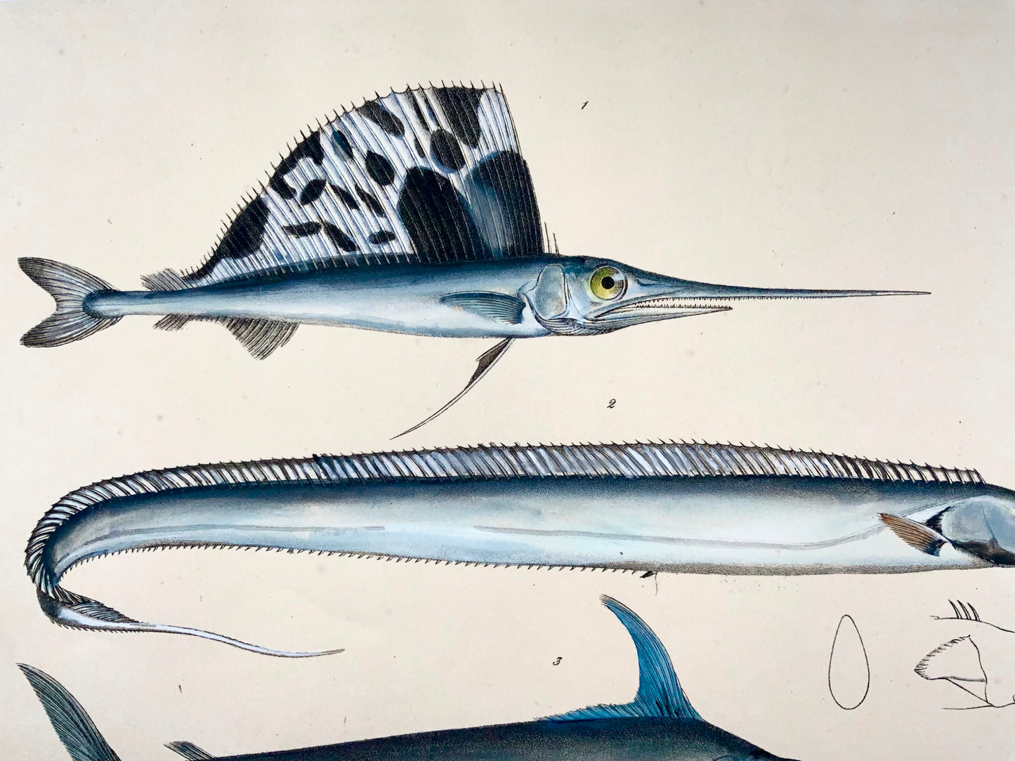 1833 Swordfish, Sailfish, H. Schinz (b. 1777) folio, handcoloured lithograph