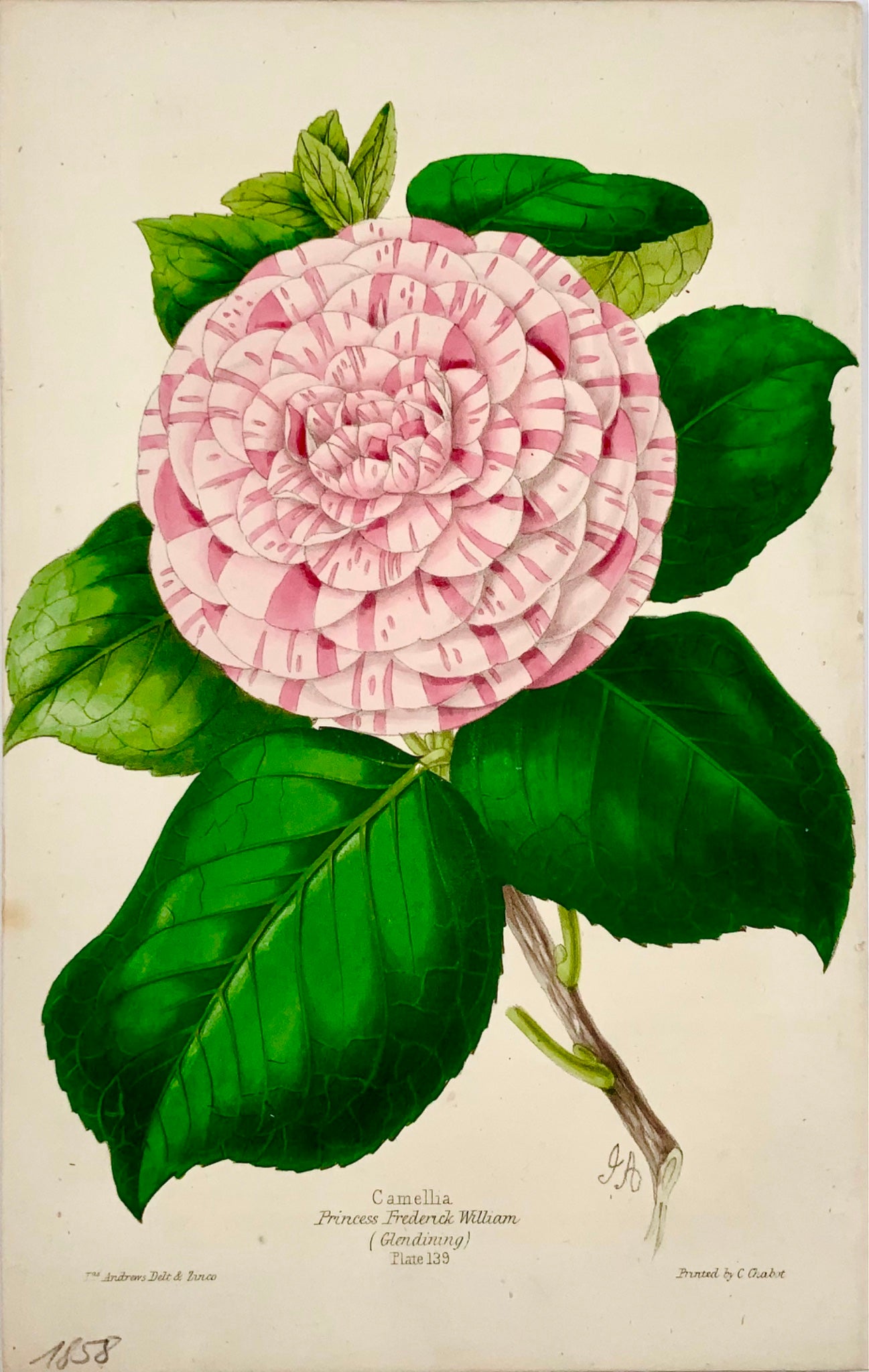 1859 CAMÉLIA ; James Andrews - Couleur de main exquise - En tant que tel RARE - Botanique