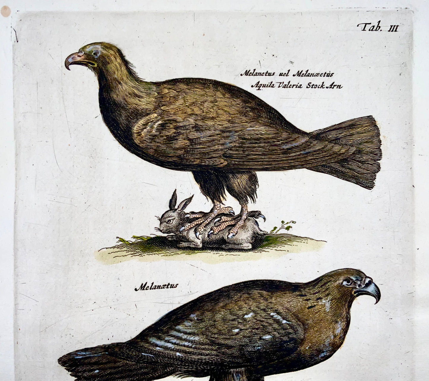 1657 EAGLES, Birds of Prey - Matt. MERIAN Folio hand coloured copper engraving