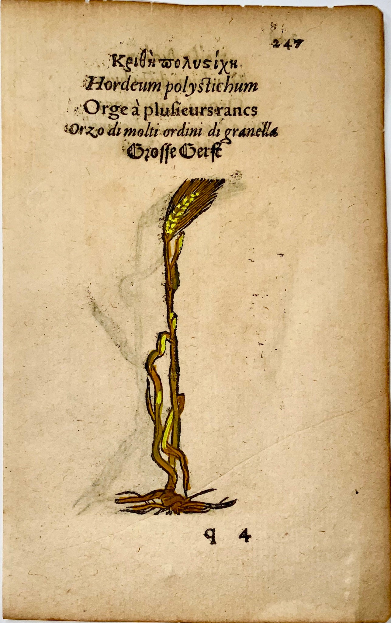 1551 Orge, Leonhard Fuchs, 2 gravures sur bois, couleur manuelle, grain, botanique