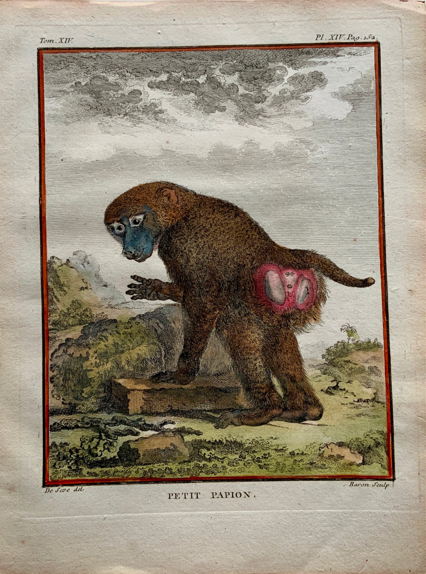 1766 De Seve Woolly GUINEA BABOON large QUARTO edition hand colored engraving - Mammal