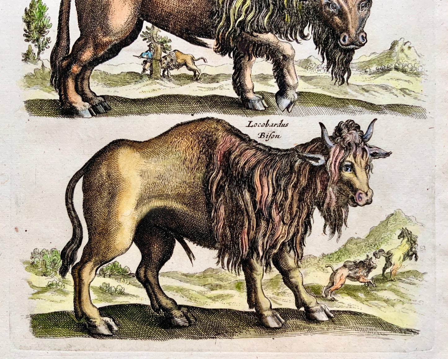 1657 BISON Buffalo - Mammals - Matthias MERIAN Folio Hand coloured Engraving