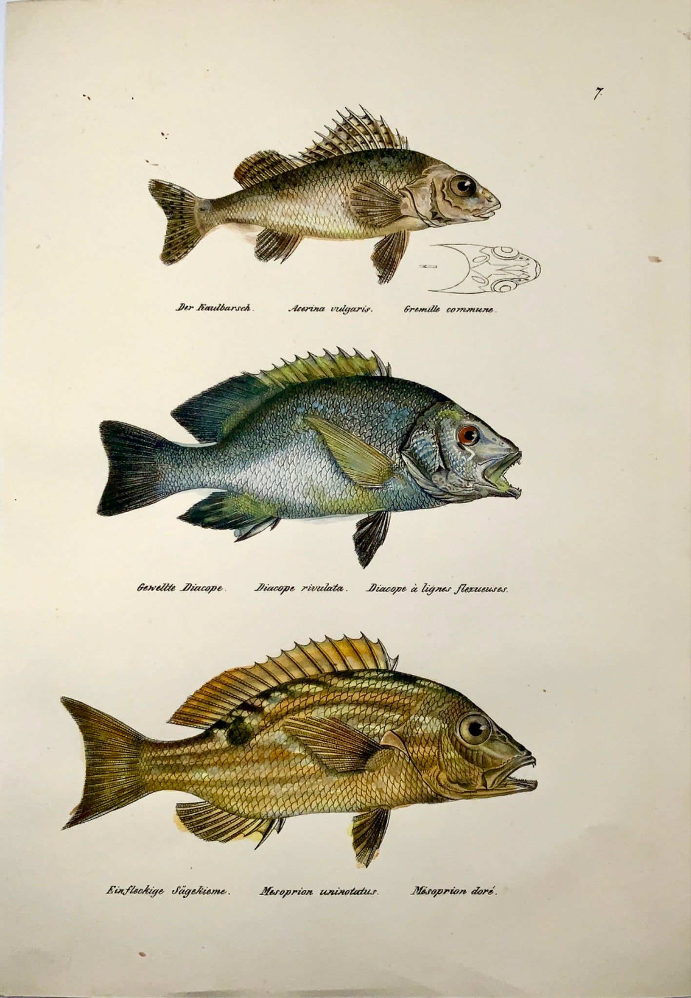 1833 H. Schinz (1777-1861) SEA BREAM Snapper Ruffe Fish - Handcol. lithograph