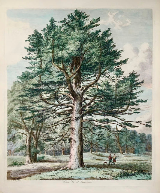 1826 Sapin argenté, pin, Jacob Strutt, Imp. Folio 55 cm, gravé, couleur main, dendrologie