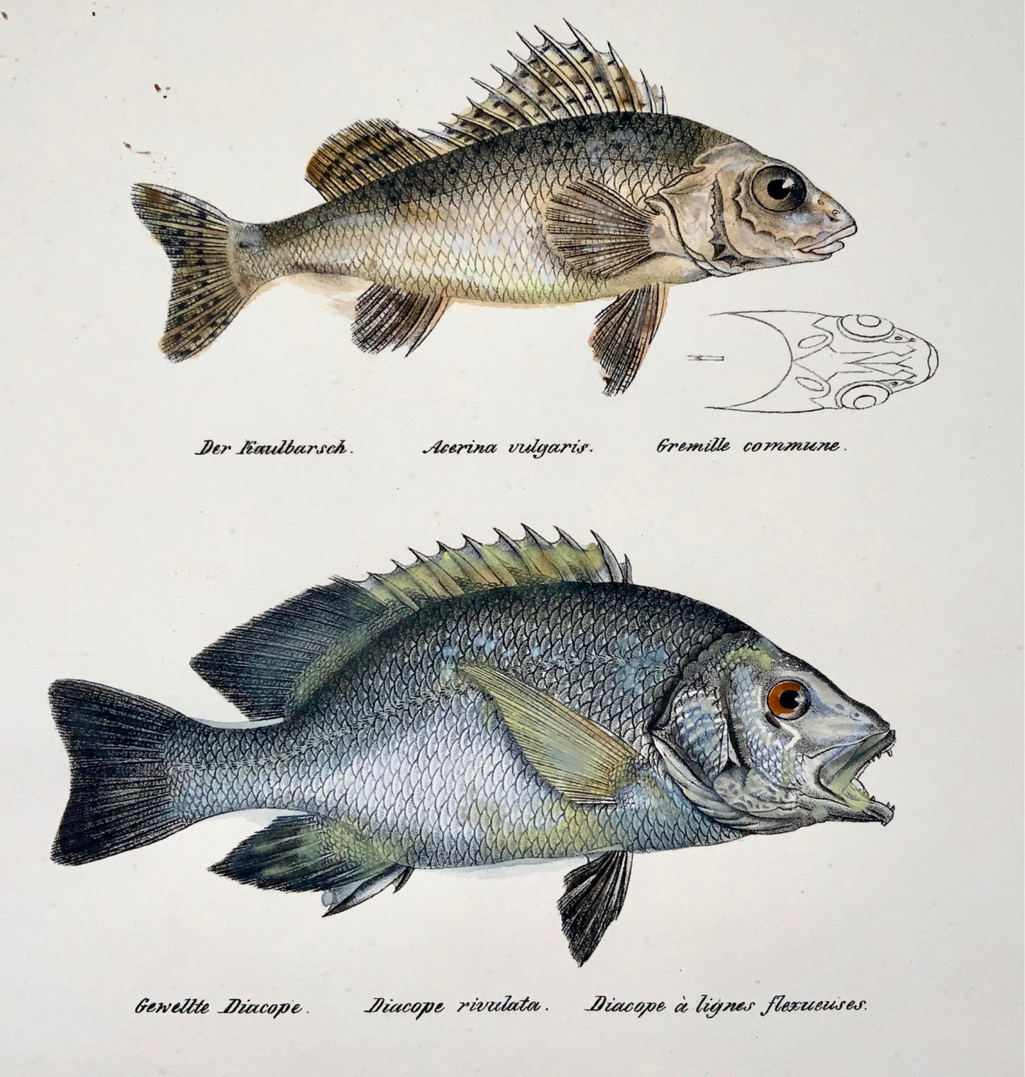 1833 H. Schinz (1777-1861) SEA BREAM Snapper Ruffe Fish - Handcol. lithograph