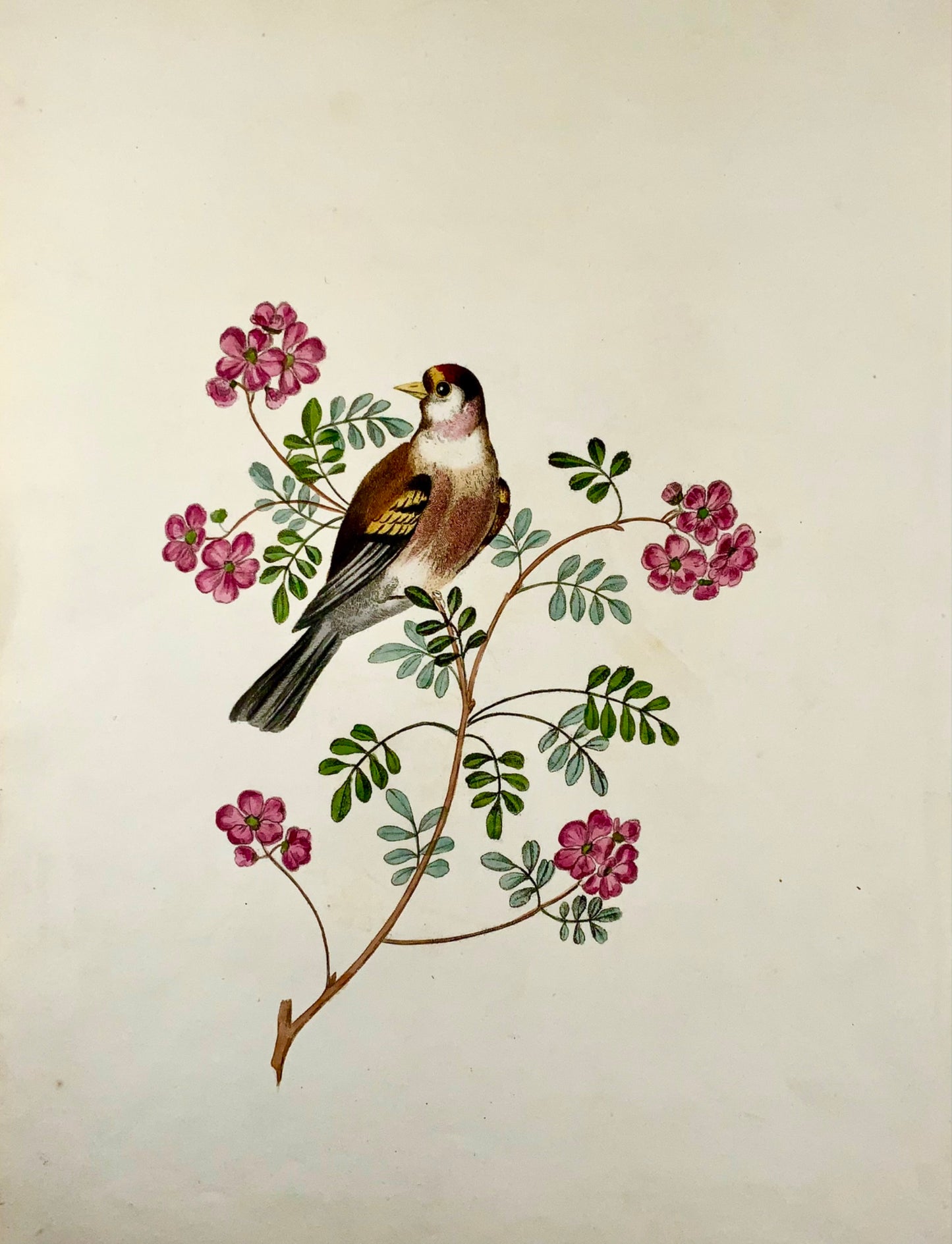 1819 George Brookshaw (b 1751), ornithology, Goldfinch, foliate border