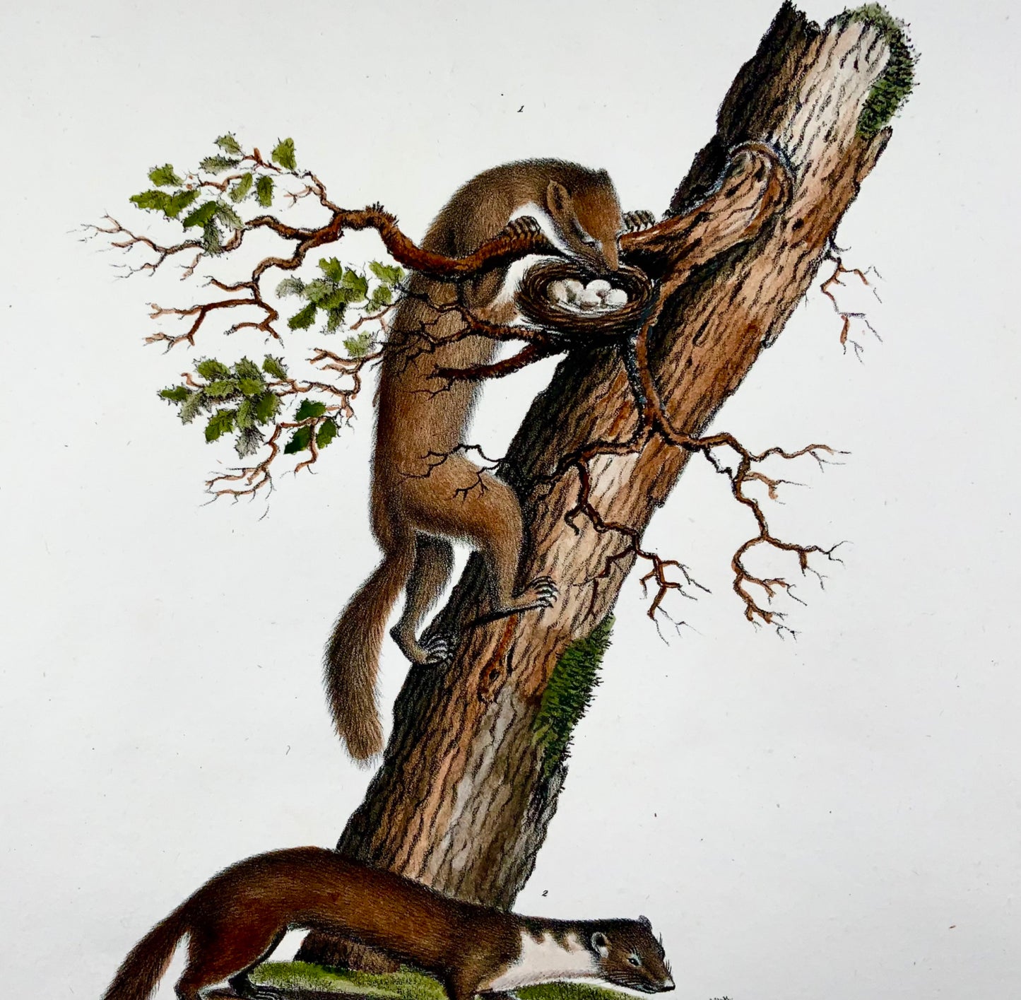 1830 Weasel, Mustela, Mammals, Schinz, hand colored, folio, lithograph