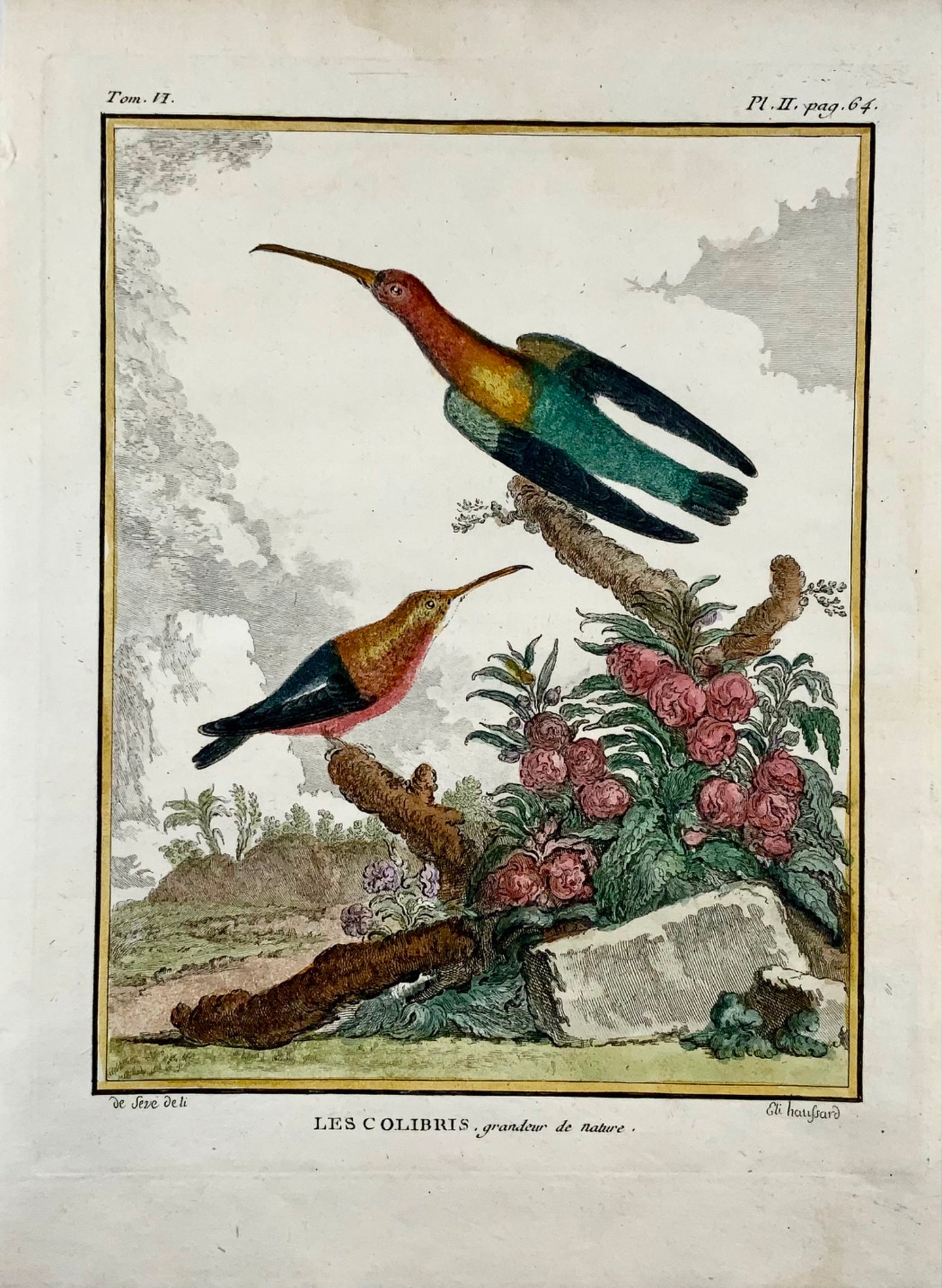 1779 de Sève ; Colibri COlibris - Ornithologie - Gravure 4to Large Edn