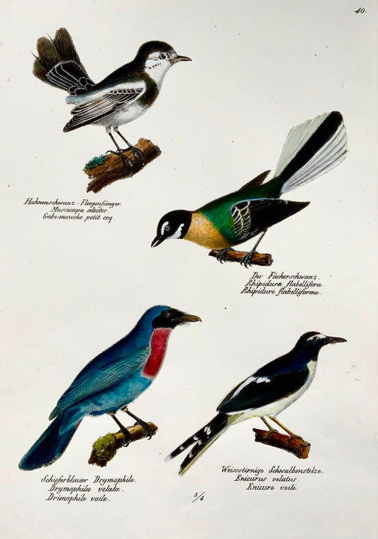 1830 Fly Eater, Antbird, ornithologie, Brodtmann, lithographie folio colorée à la main