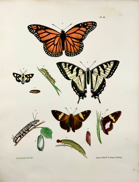 1854 Pease lith; Emmons - Papillons Danaus - lithographie en pierre colorée à la main