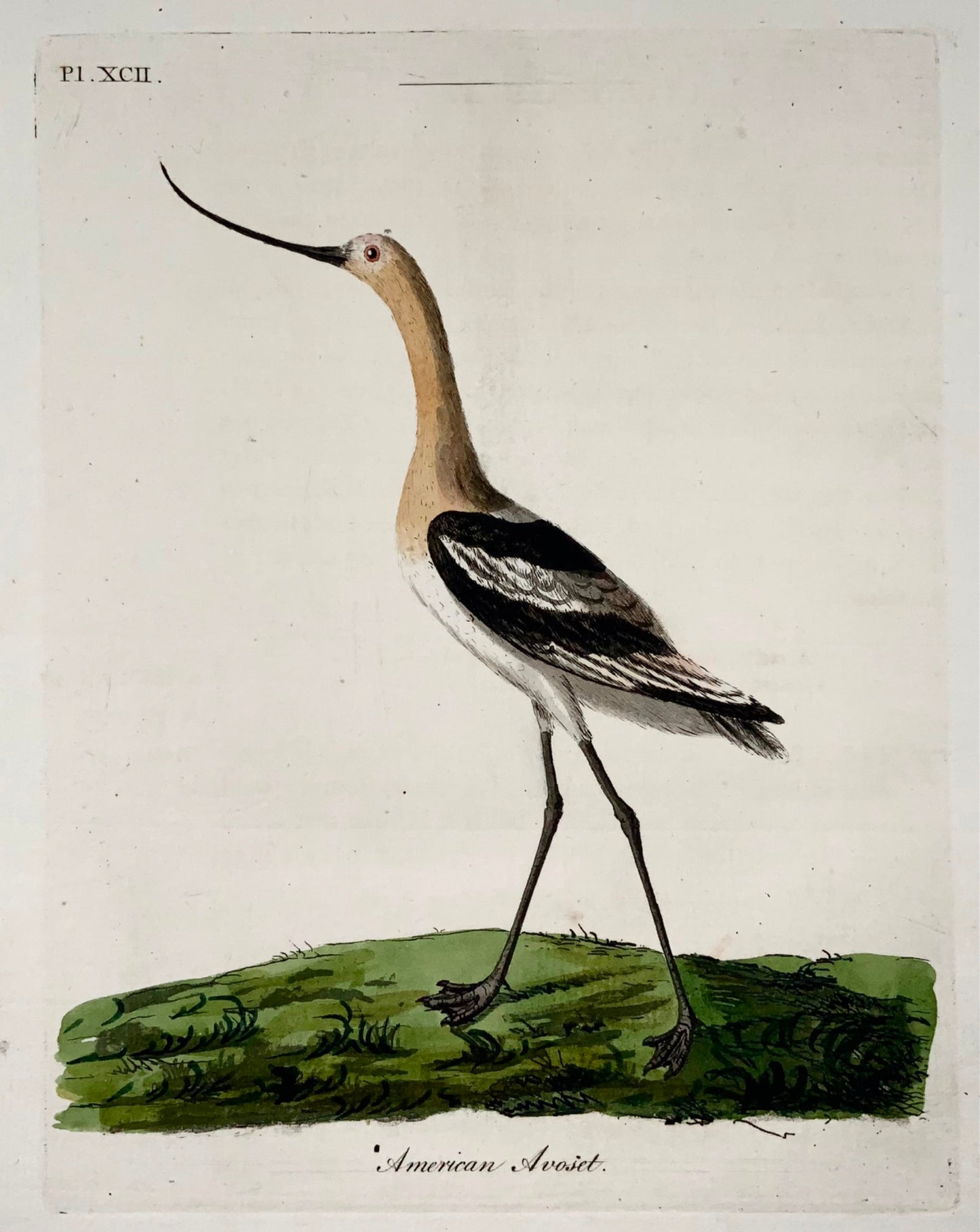 1785 Avocette d'Amérique, John Latham, quarto, ornithologie, gravure colorée à la main