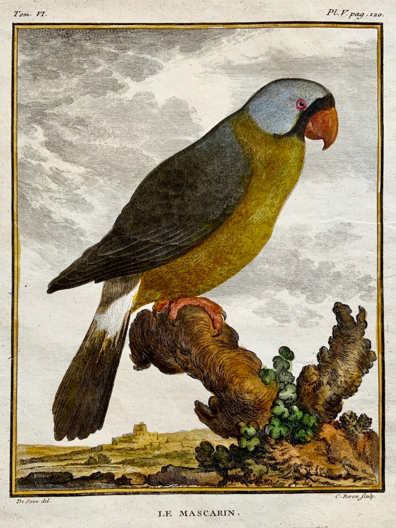 1779 Haussard after Jacques de Seve - Mascarene Parrot - 4to engraving - Ornithology