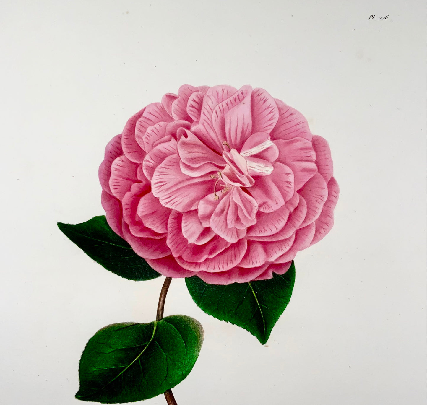 1841 Camelia Cooperii [Camellia], Dessiné par JJ Jung, Gravé par Oudet, Berlèse, Botanique