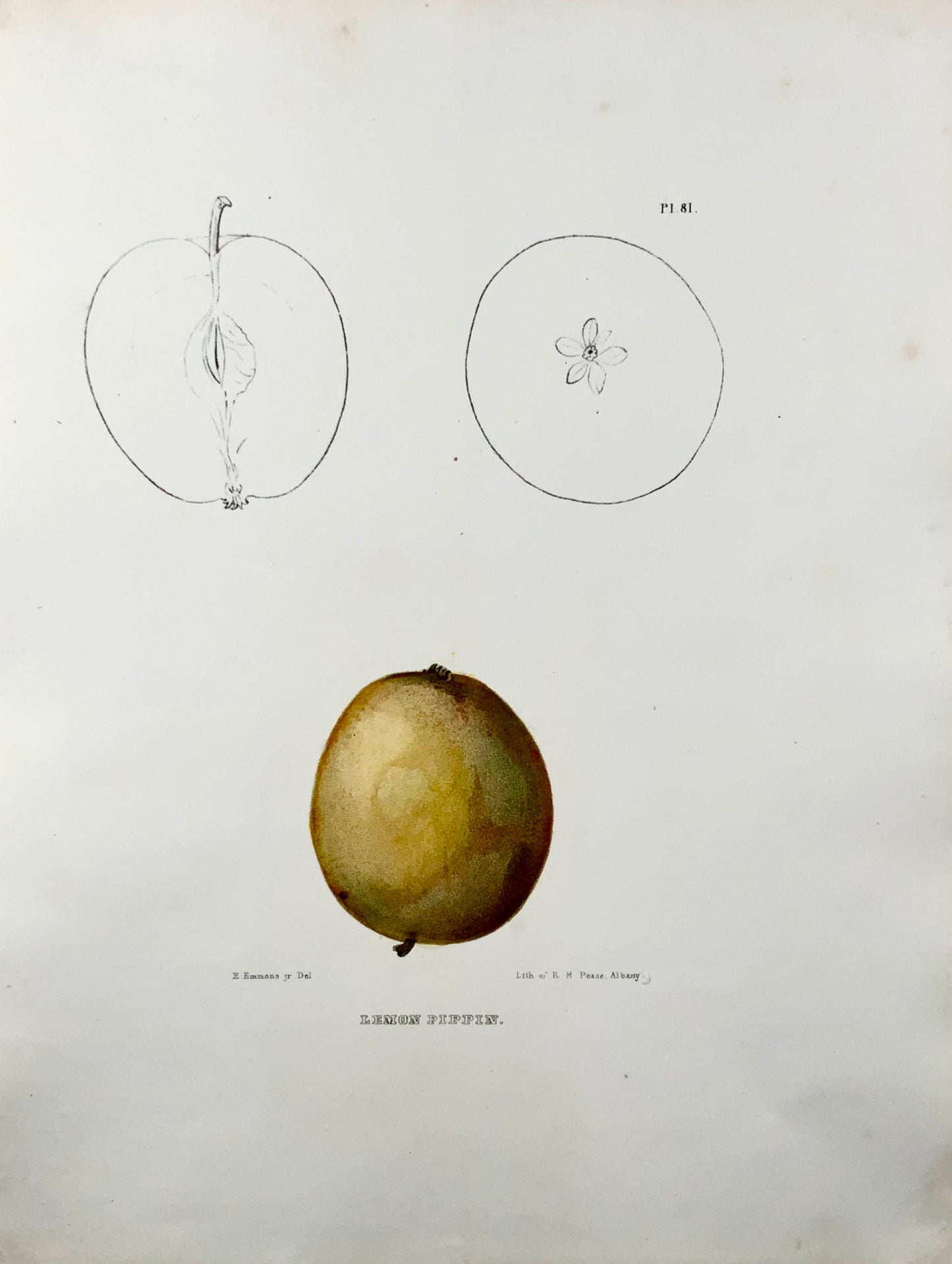 1830 c Pease lith; Emmons - Fruit: Apple Pippin - hand coloured stone lithograph
