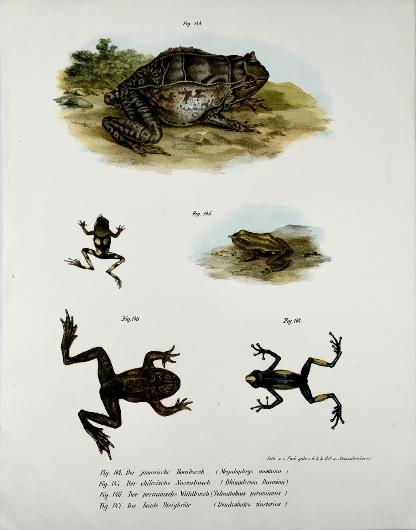 1860 Grenouilles, amphibiens, Fitzinger, lithographie en couleurs avec finition à la main