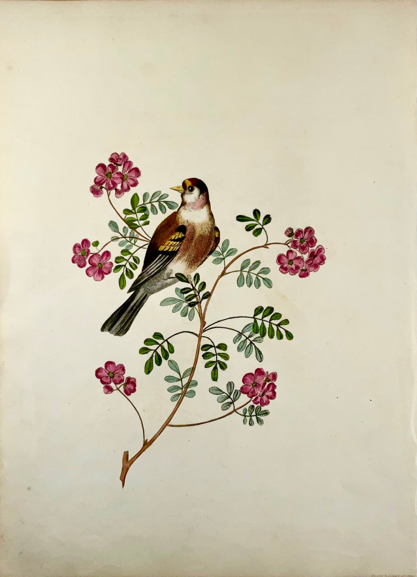 1819 George Brookshaw (b 1751), ornithology, Goldfinch, foliate border