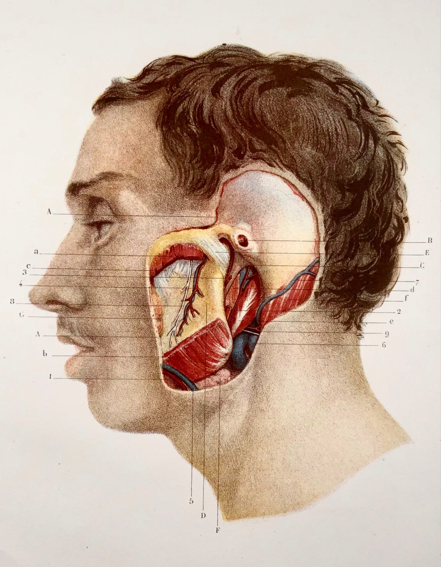 1868 J. Sarazin, anatomie, mâchoire, oreille, lithographie sur pierre en couleurs