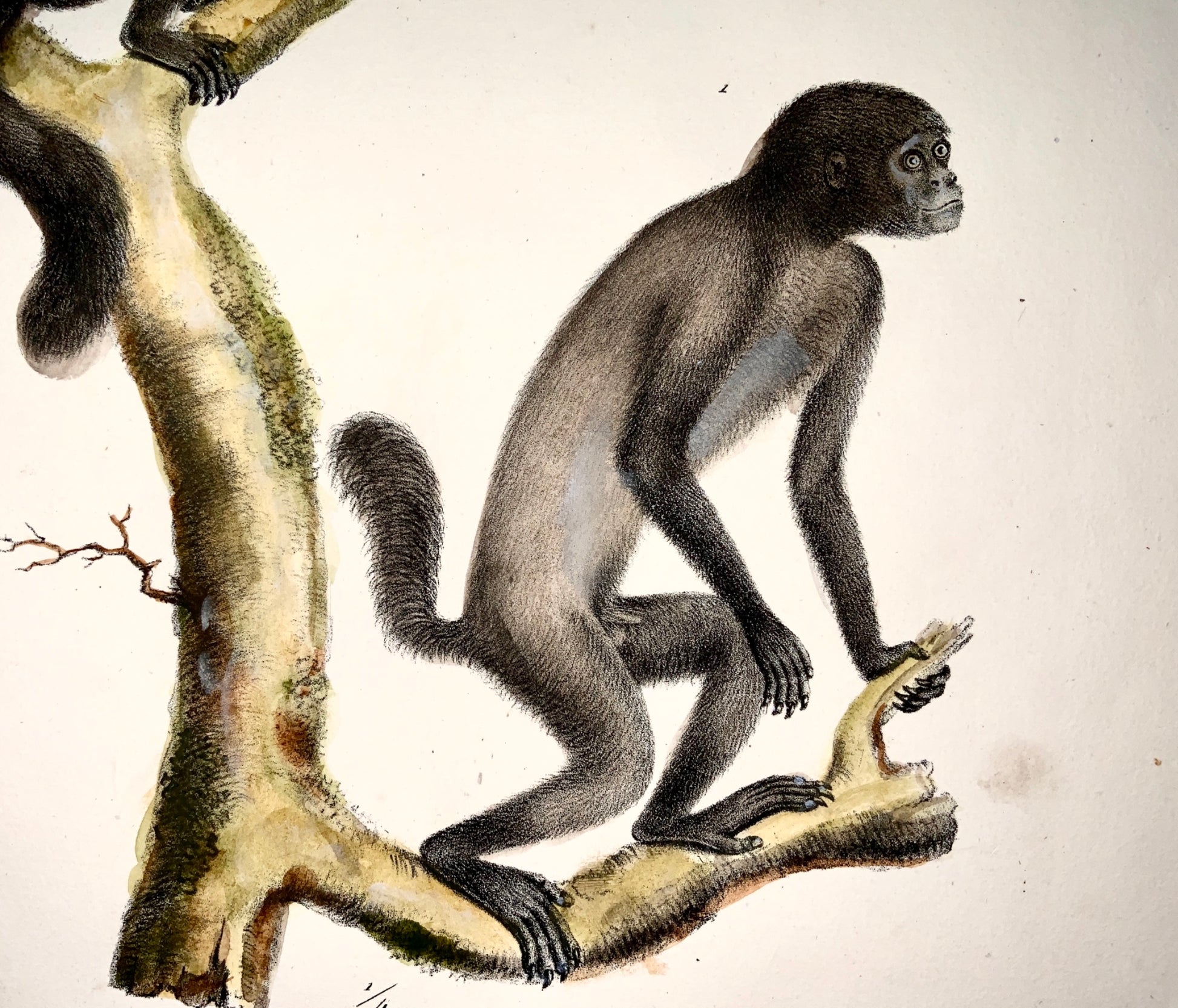 1824 BEARDED SAKI MONKEY - K. Brodtmann ORIGINAL handcol FOLIO stone lithography - Mammal