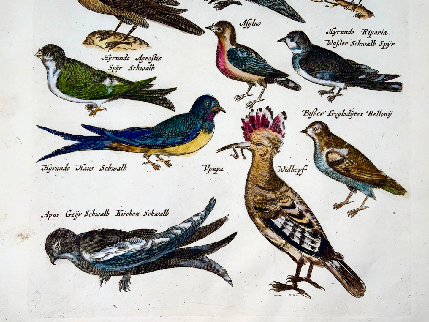 1657 Huppe fasciée, guêpiers, passereaux, oiseaux, Matt. Merian, gravure in-folio coloriée à la main