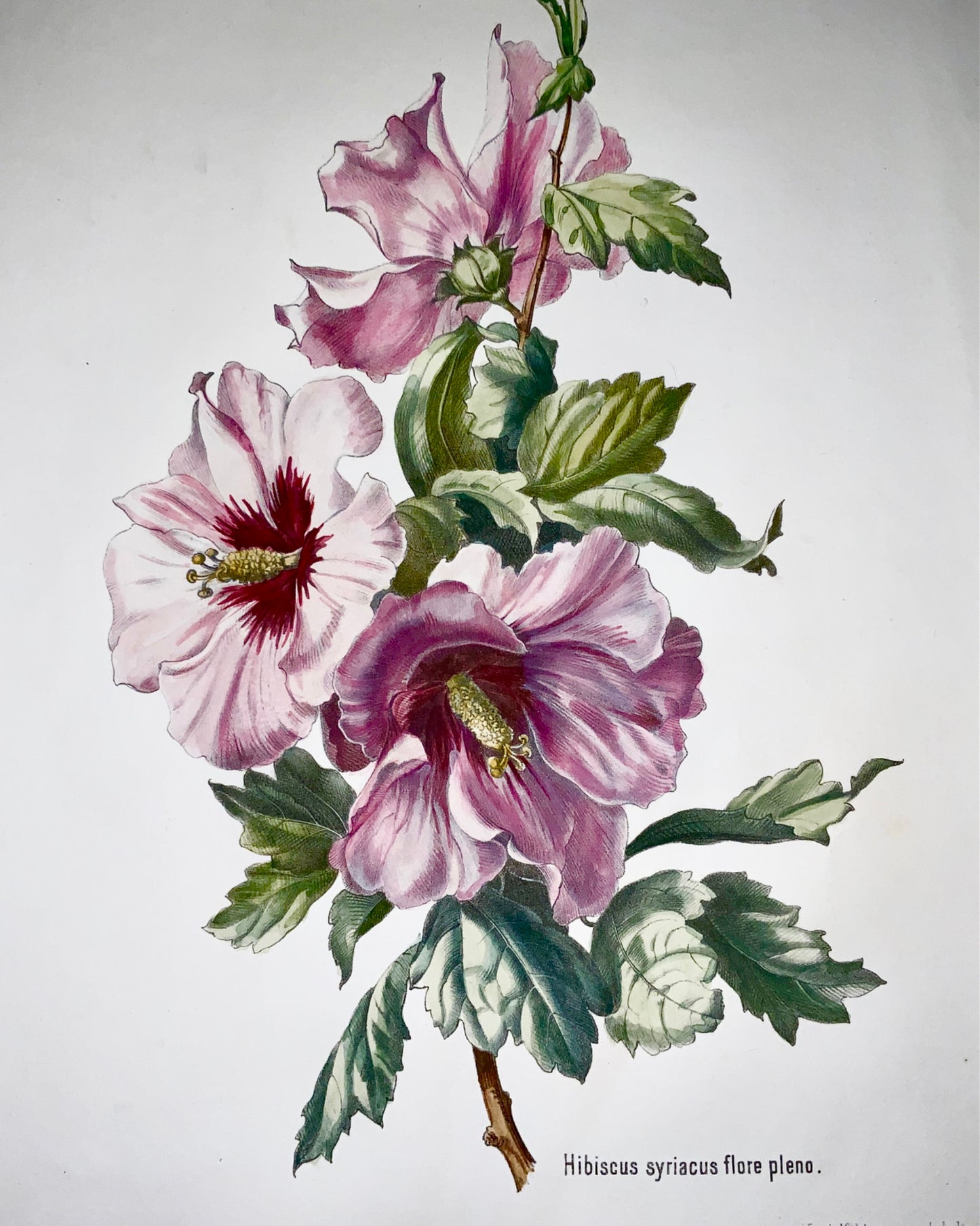 1860 c Anton Hartinger (b1806) HIBISCUS Stone Lithograph hand coloured. Folio - Botany