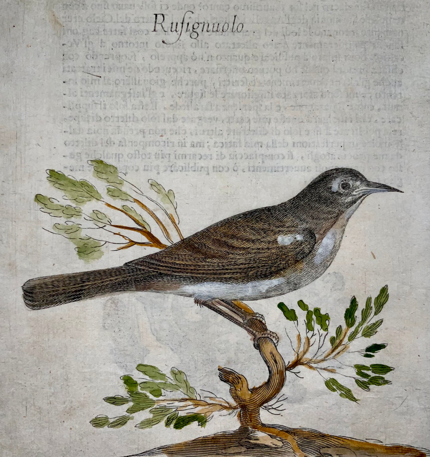 1622 Rossignol, Ornithologie, Fourmi. Tempête ; F. Villamena, Maître Gravure 