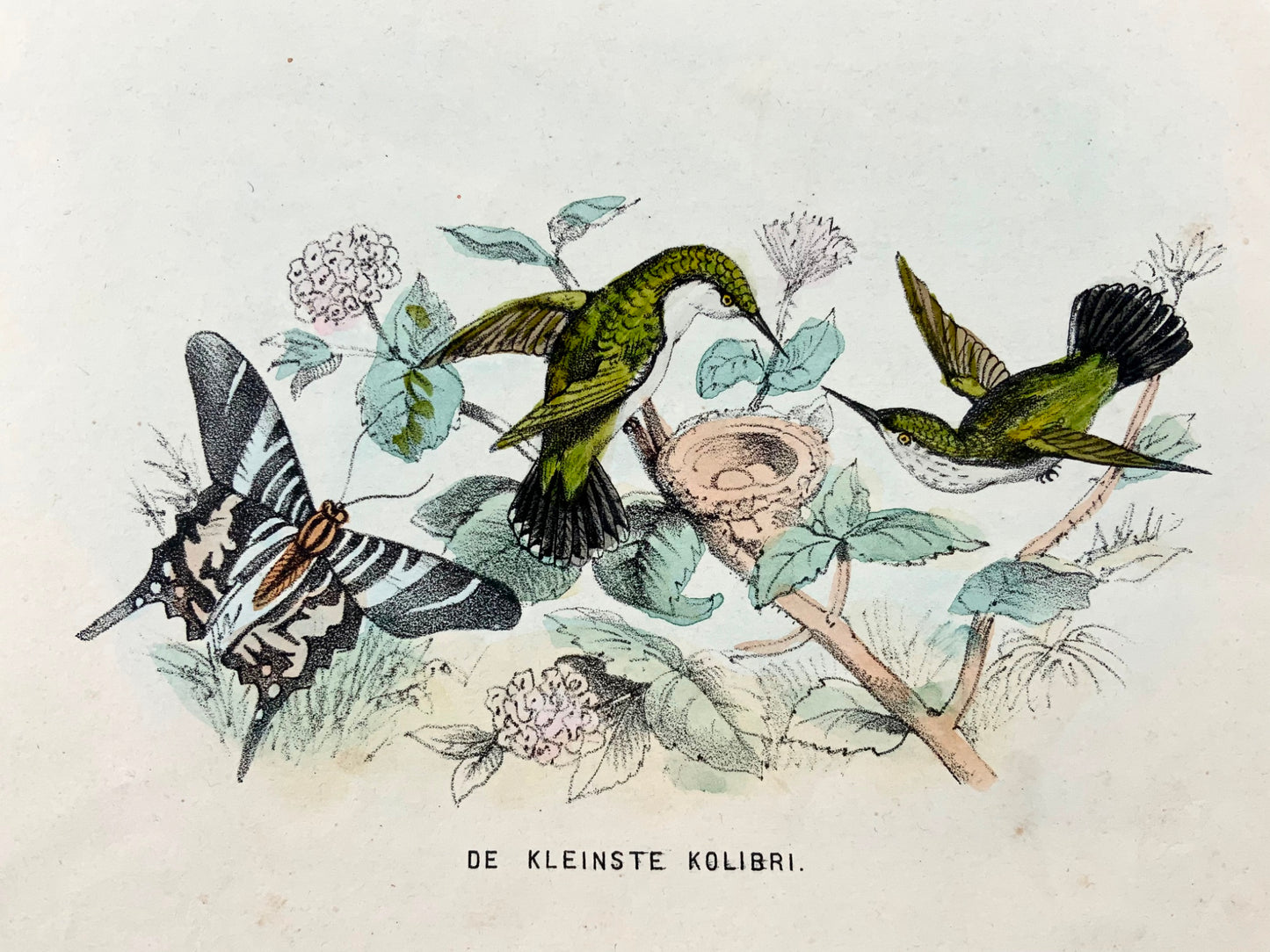 1864 Colibri, lithographie sur pierre colorée à la main, ornithologie