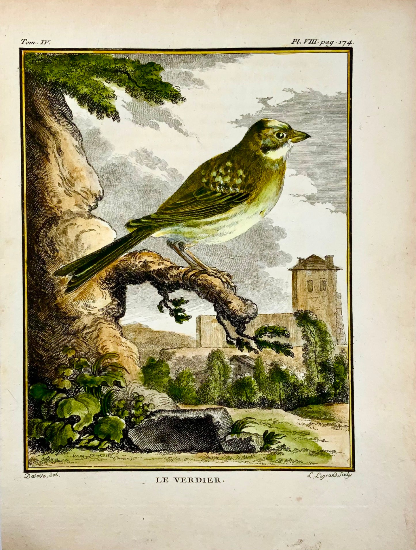 1779 Verdier, ornithologie, édition grand in-4to, couleur main, gravure