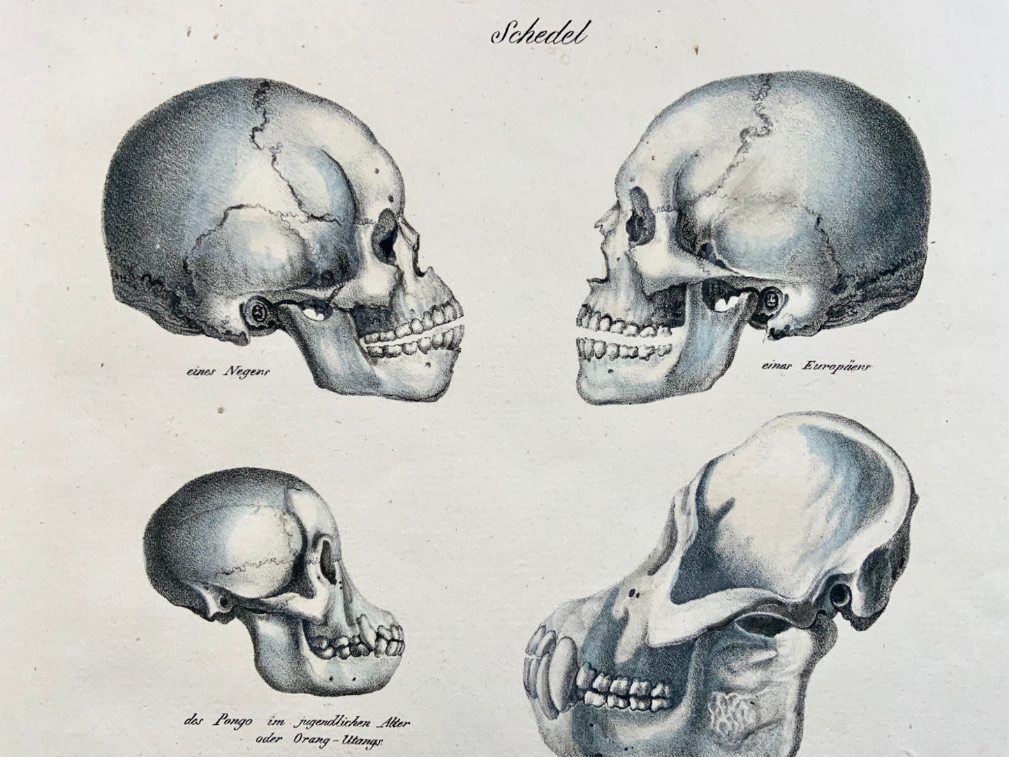 1824 Comparative Skulls - Anatomy - K.J. Brodtmann hand colored FOLIO stone lithograph - Mammals