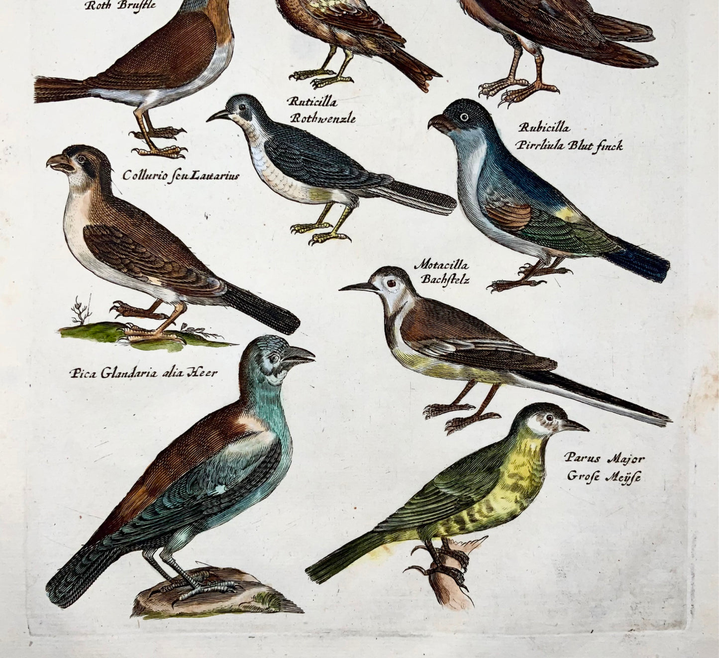 1657 Magpie, finch, tits, ornithology, Matt. Merian, folio, hand coloured