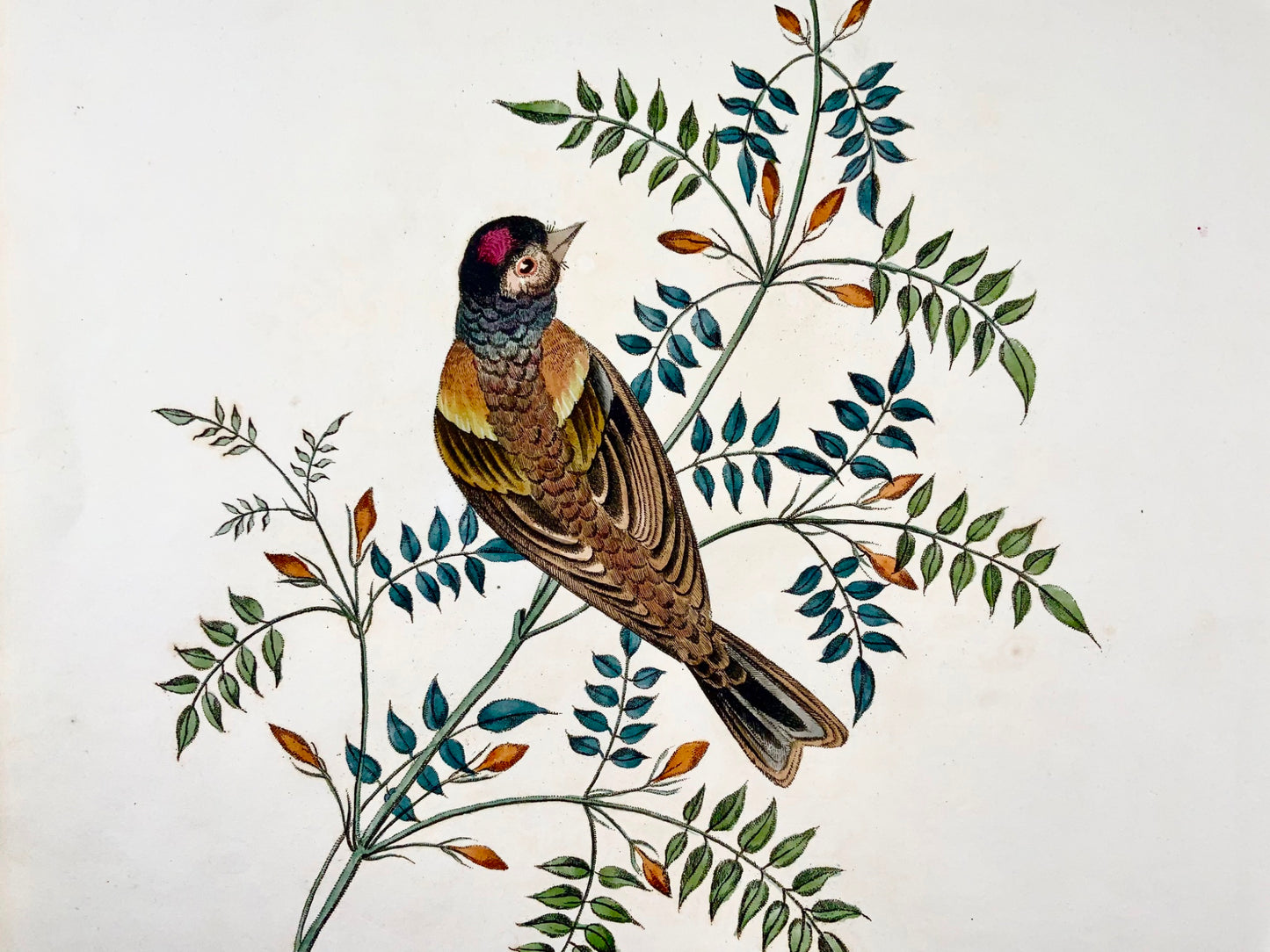 1819 George Brookshaw (b 1751), ornithology, Finch, foliate border