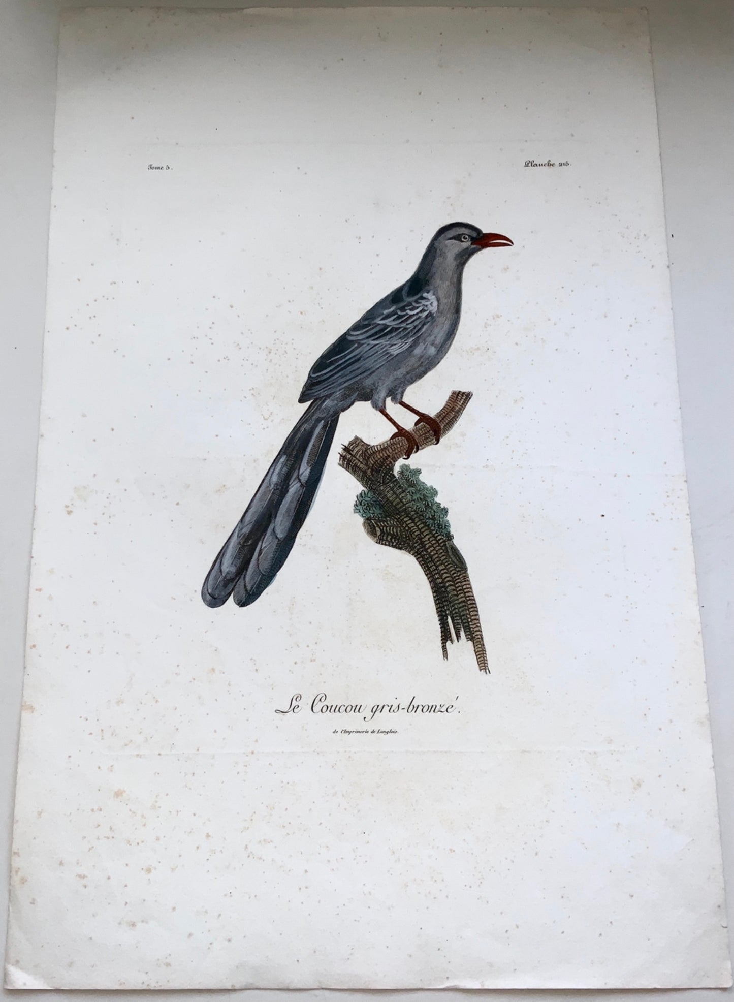 1802 Francois Le Vaillant (1753-1824) - Coucal gris CUCKOO - Ornithology