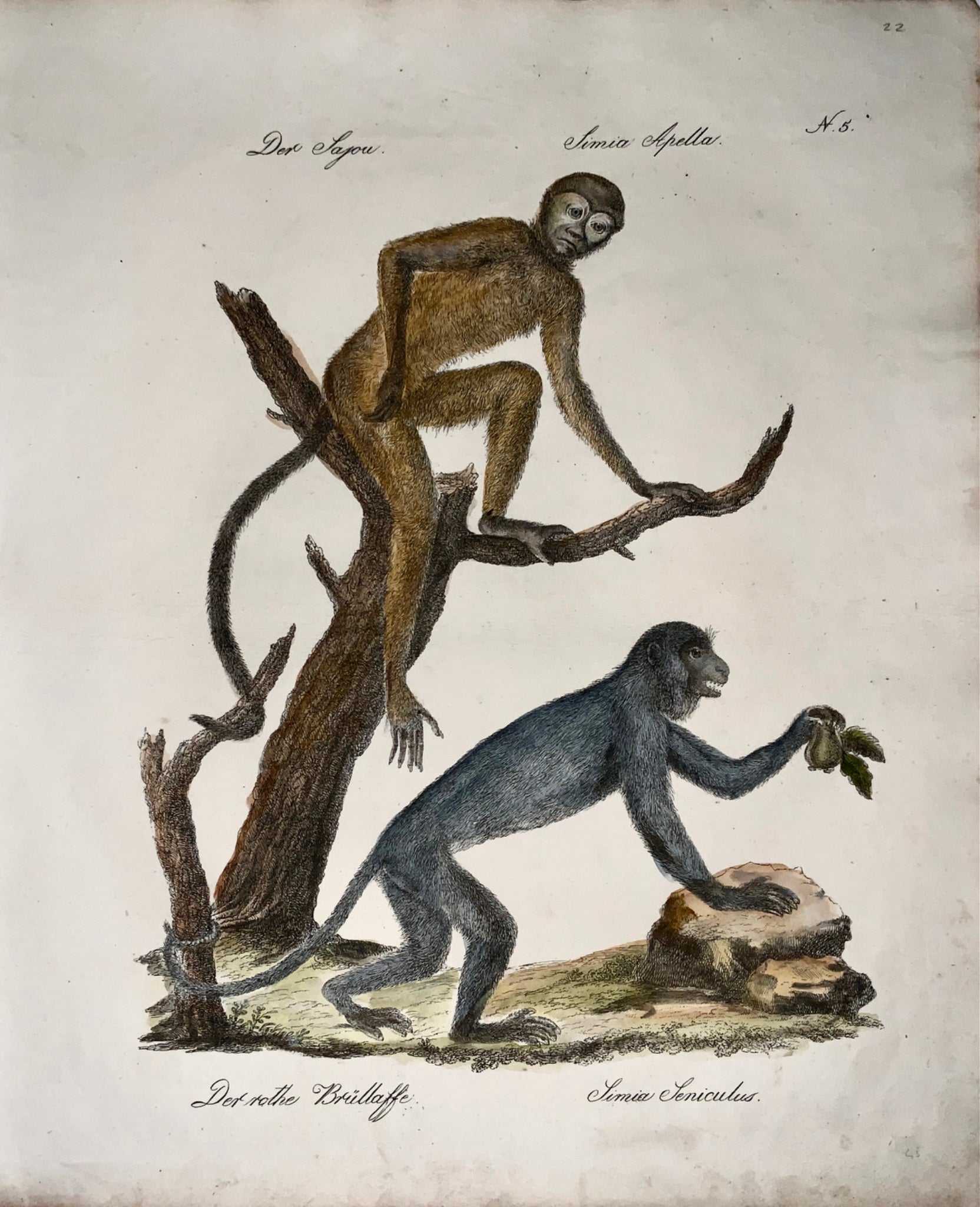 1816 HOWLER MONKEYS Mammals - Imp. folio 42.5 cm 'Incunabula of Lithography'