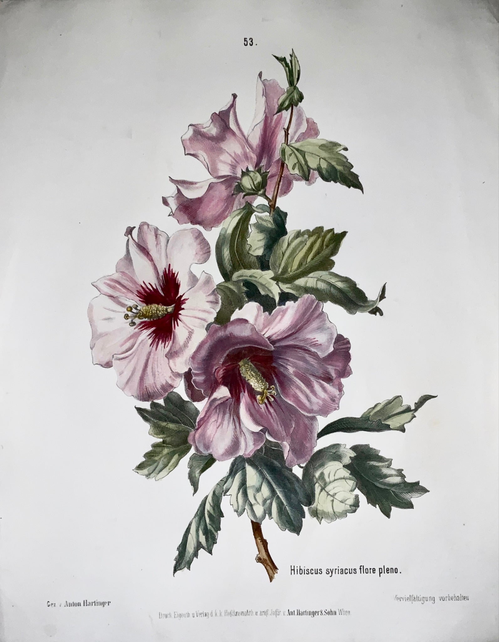 1860 c Anton Hartinger (b1806) HIBISCUS Stone Lithograph hand coloured. Folio - Botany