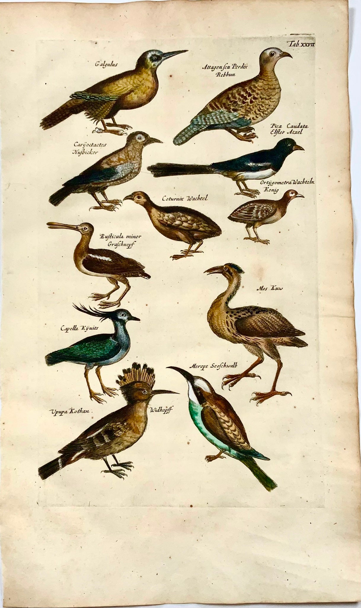 1657 Hoopoe, bee eater, magpie, ornithology, Merian, folio, hand coloured