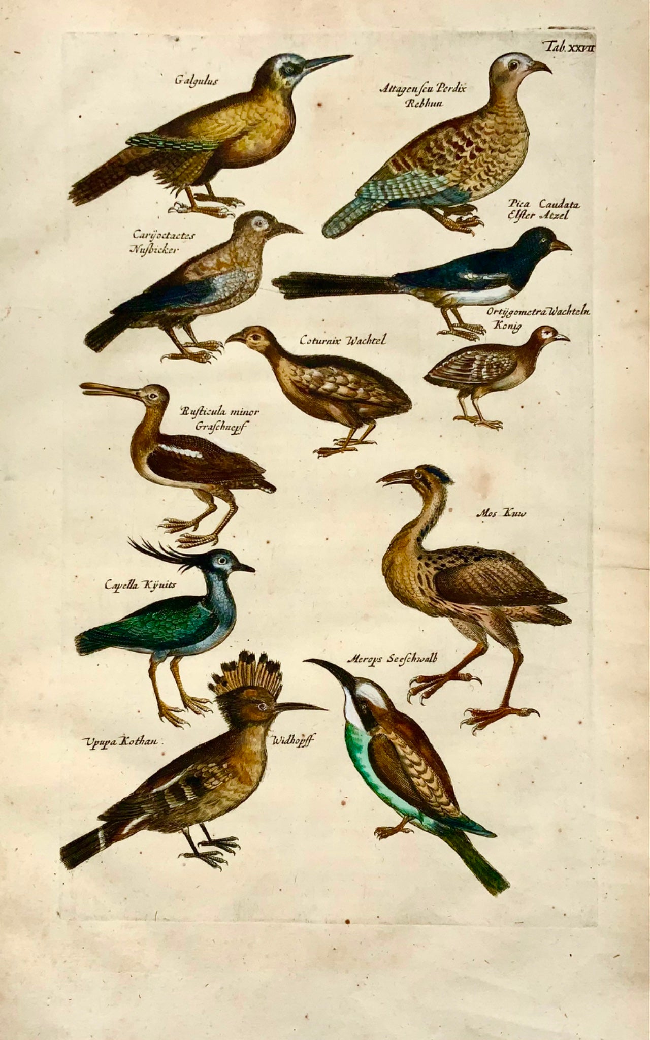 1657 Hoopoe, bee eater, magpie, ornithology, Merian, folio, hand coloured