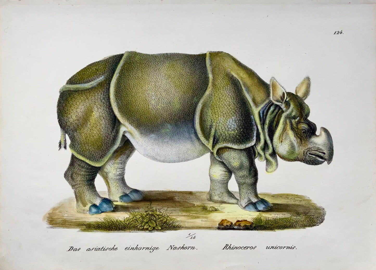 1824 Rhinoceros, Brodtmann, folio, stone lithograph, mammal