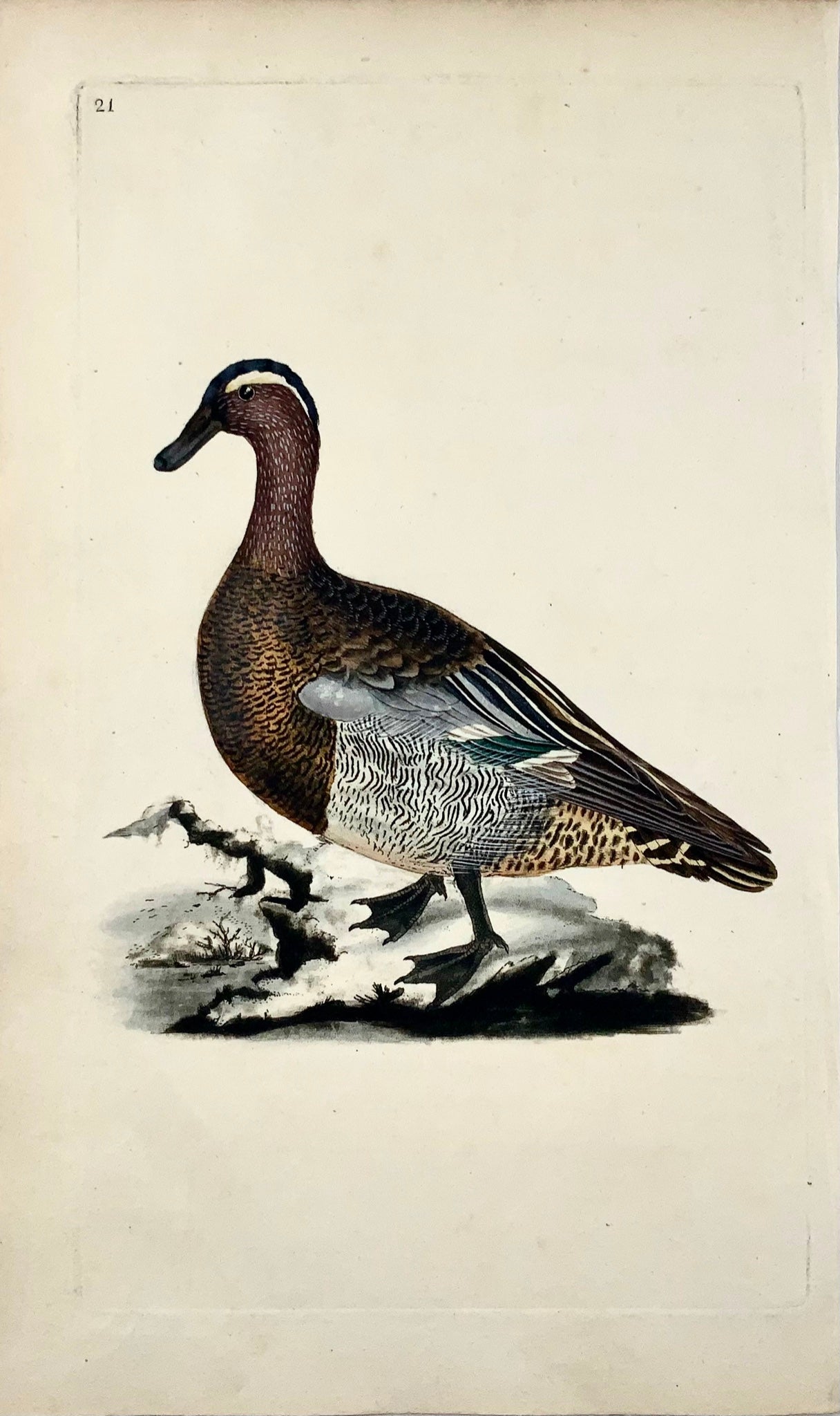 1794 Edward Donovan, Garganey Duck, ornithologie, fine gravure colorée à la main 