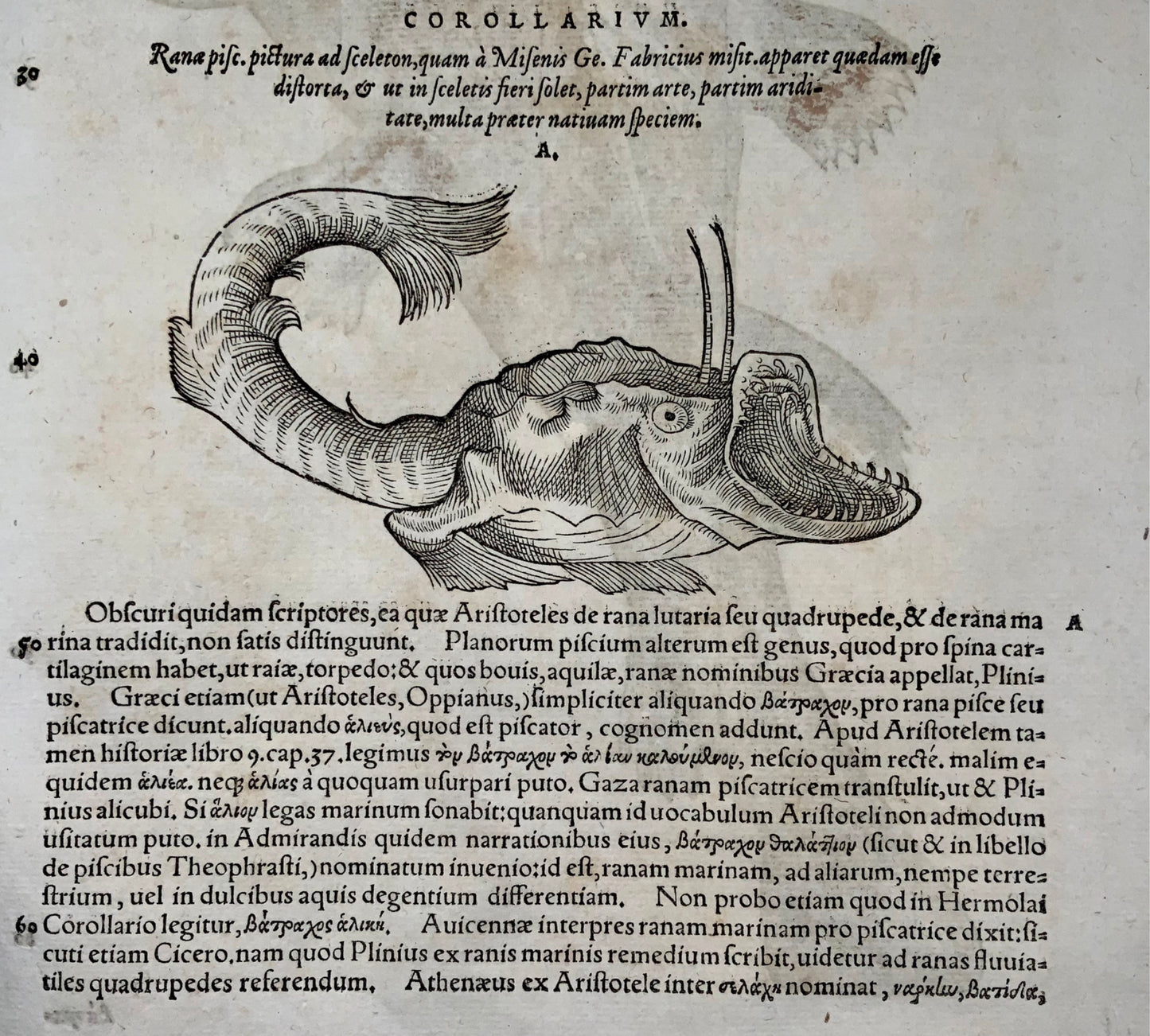 1558 Monster Sea Ray, Conrad Gesner, folio woodcut, hand coloured, First State