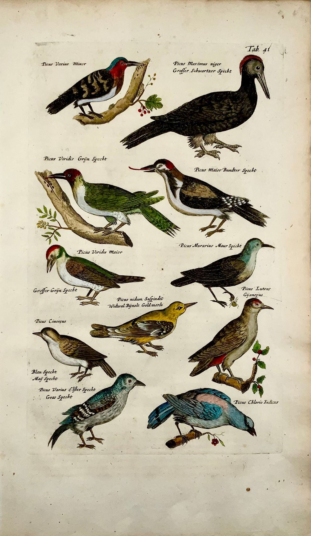 1657 Woodpeckers picus, birds, Matthaus Merian, fine folio in hand colour