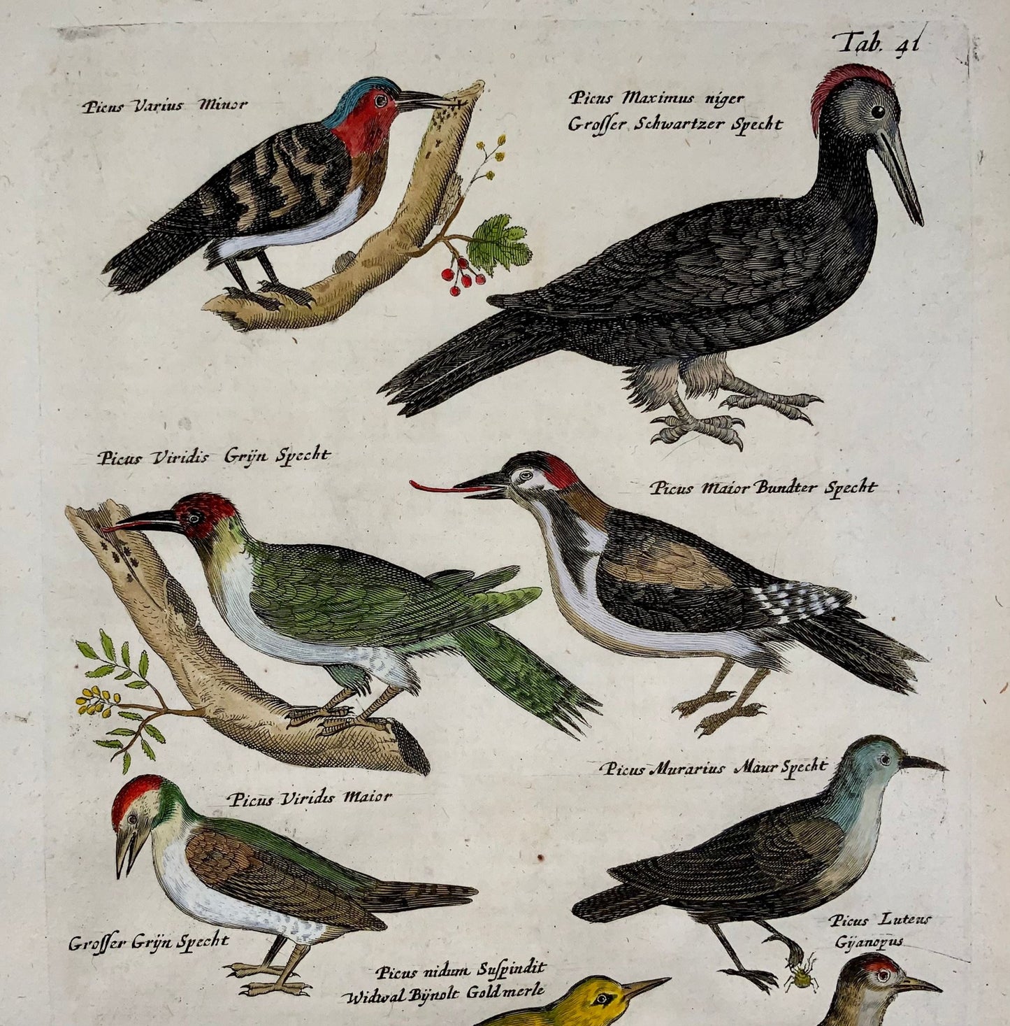 1657 Picus picus, oiseaux, Matthaus Merian, fin in-folio en couleur à la main