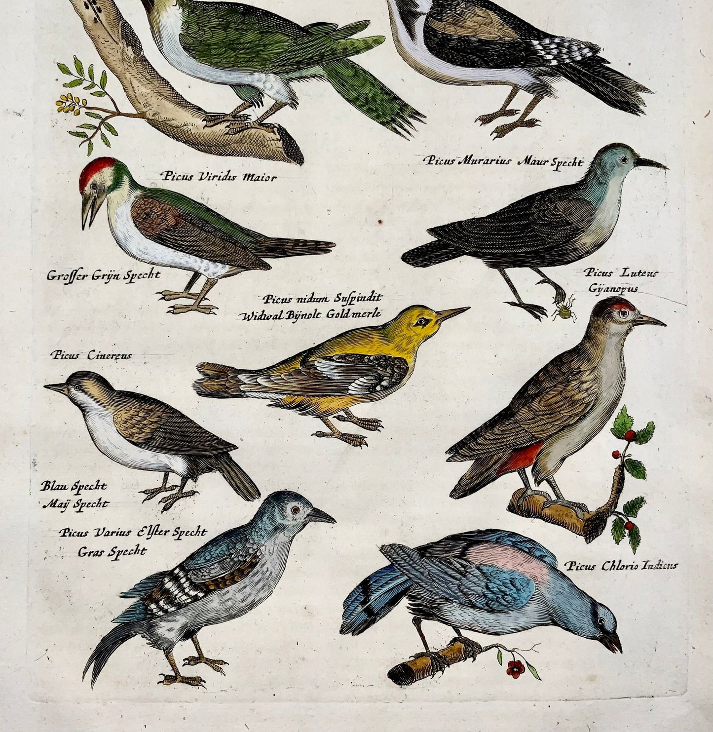 1657 Picus picus, oiseaux, Matthaus Merian, fin in-folio en couleur à la main