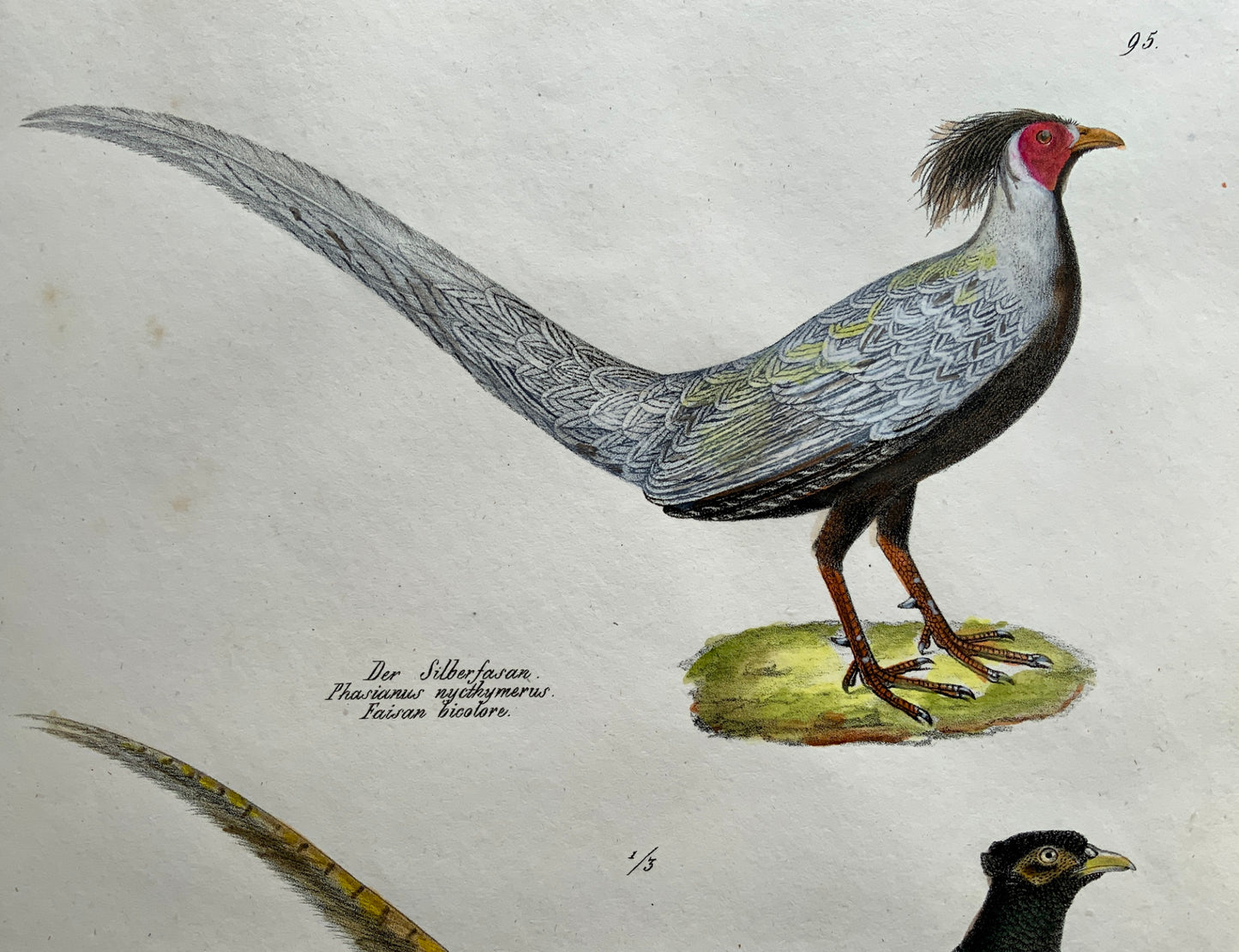 1830 PHEASANTS Ornithology - Brodtmann hand coloured FOLIO lithography