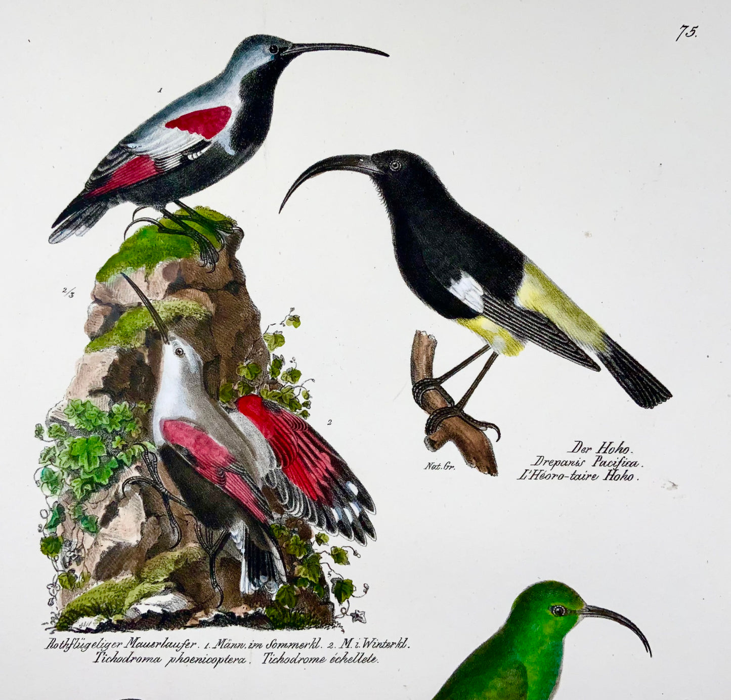 1830 Drepanis Wallcreeper, ornithology, Brodtmann, folio, lithograph